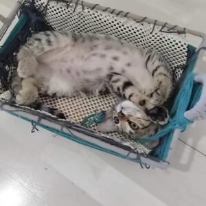 بچه گربه ماده دو ماه