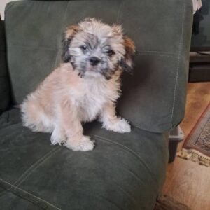 سگ آپارتمانی کوچک