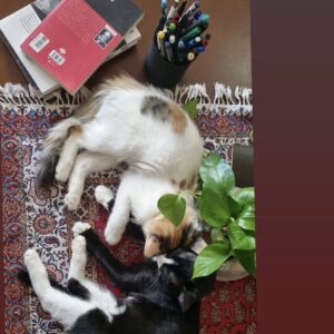 واگذاری یک جفت ( خواهر برادر) گربه ناز خانگی