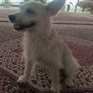 واگذاری نر و ماده