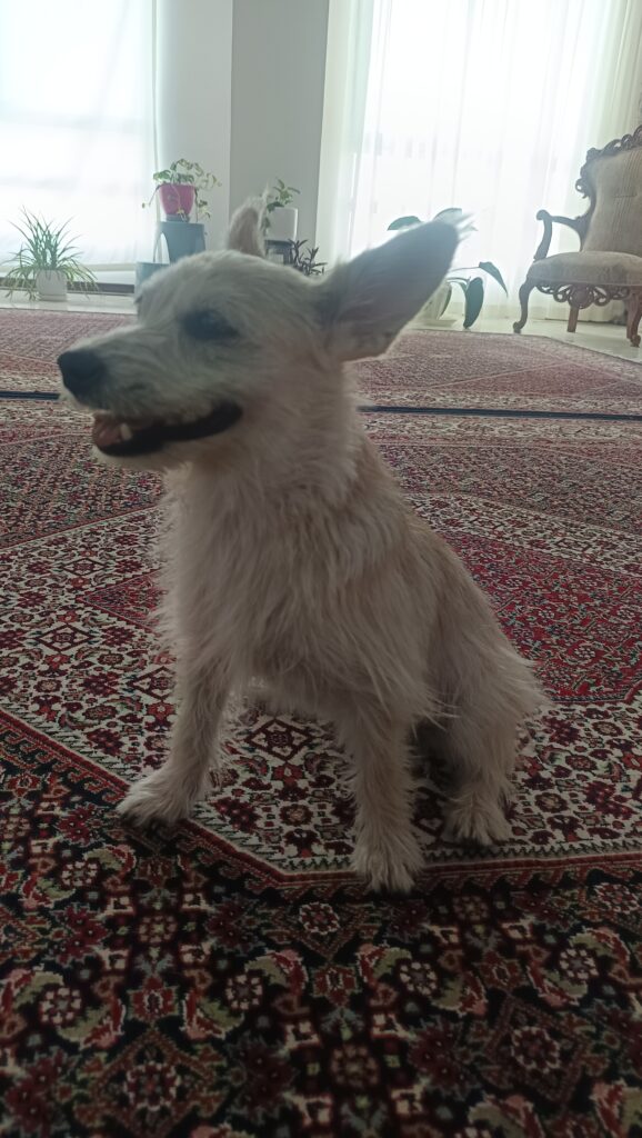واگذاری نر و ماده