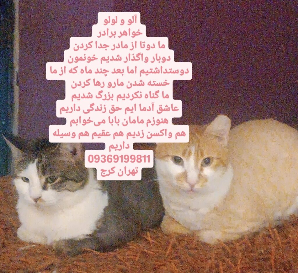 واگذاری دوقلو
