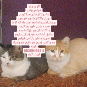 واگذاری دوقلو