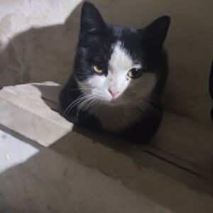 واگذاری گربه