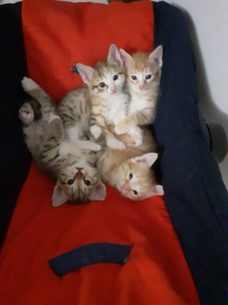 بچه گربه خانگی