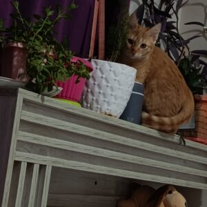 واگذاری فندق و ملوس