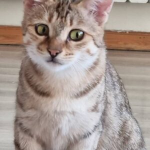 ایناز دختر ۱۰ ماهه زیبا دستی  مهربون اصلا بیرون‌نبوده