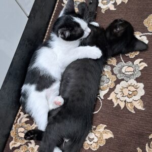 گربه نر و ماده dsh