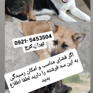سرپرست حیوان دوست واقعی برای سه عدد فرشته نگهبان