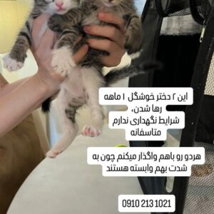 واگذاری بچه گربه فقط تهران