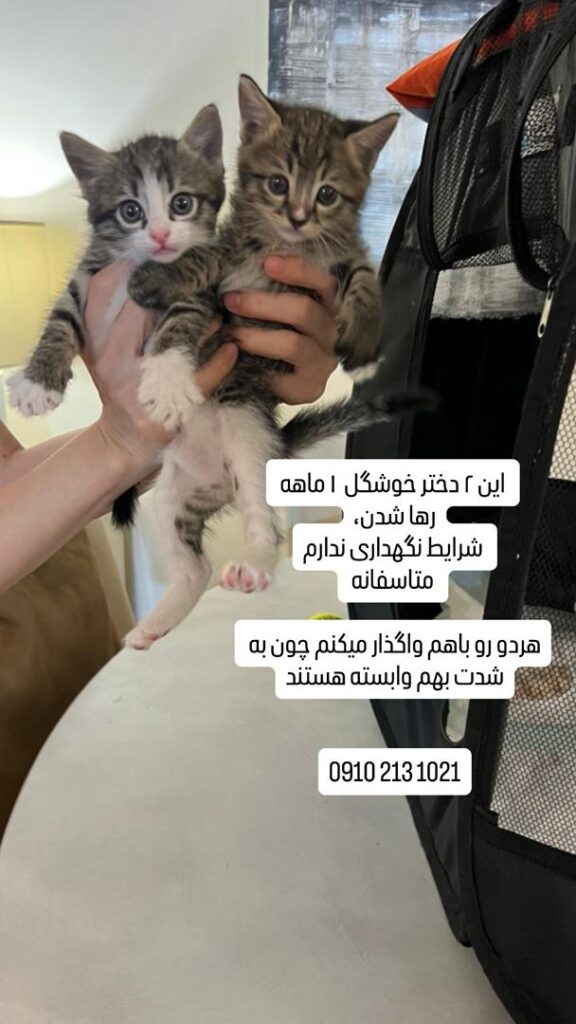 واگذاری بچه گربه فقط تهران