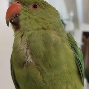 طوطی ملنگو گمشده