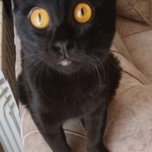 واگذاری گربه