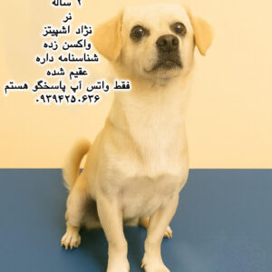 پسر دو ساله اشپیتز (ژاکان)