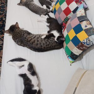 واگذاری گربه مادر 4 تا بچه گربه