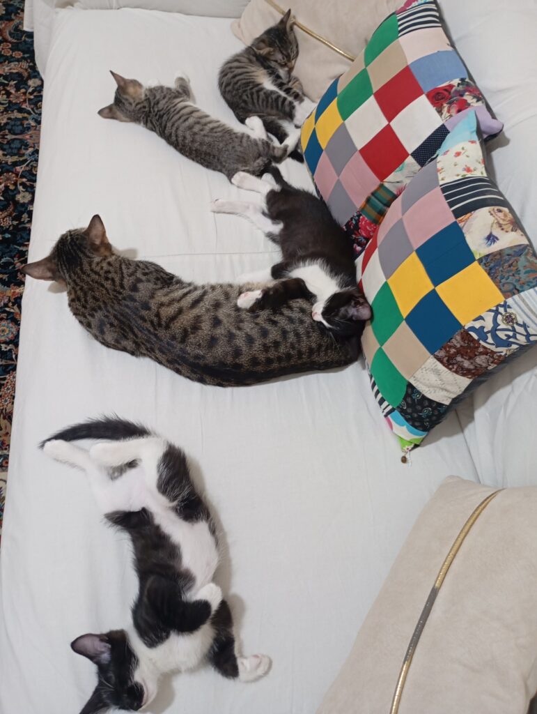 واگذاری گربه مادر 4 تا بچه گربه