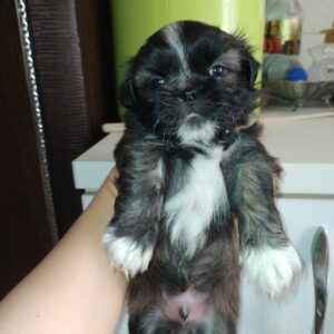 شیتزو فلت اصل سایز صفر