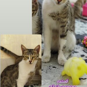 گربه ی گمشده