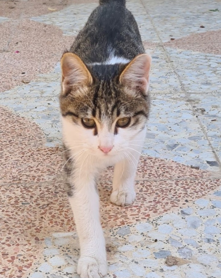 واگذاری بچه گربه