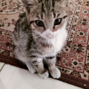 گلاب خانم