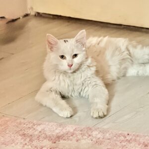 واگذاری گربه DLH