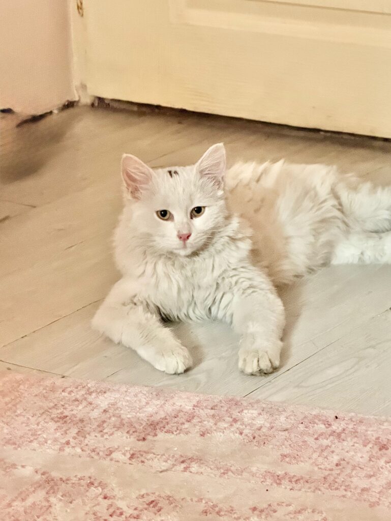واگذاری گربه DLH