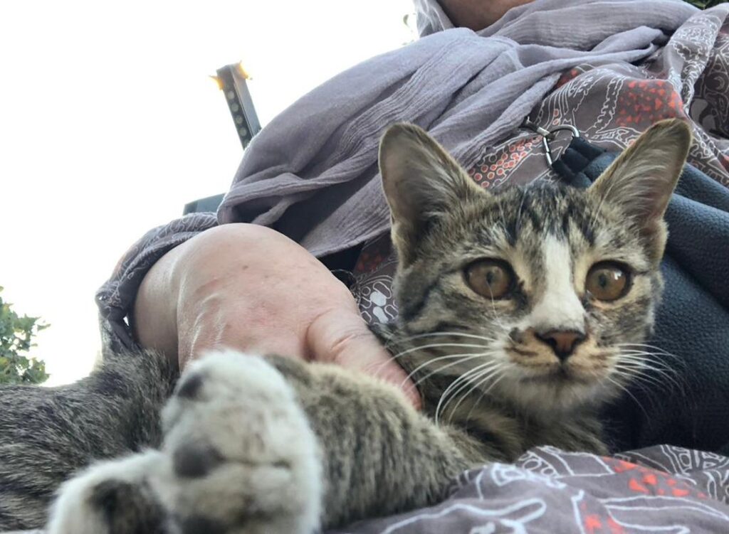 واگذاری بچه گربه بغلی