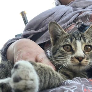 واگذاری بچه گربه بغلی