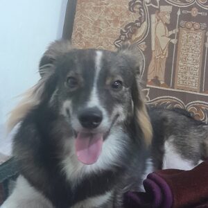 سگ گمشده حوالی شهر صنعتی رشت و جاده نیروگاه در جاده تهران