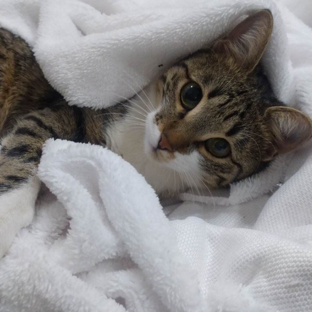 گربه ماده ی بازیگوش و بامزه