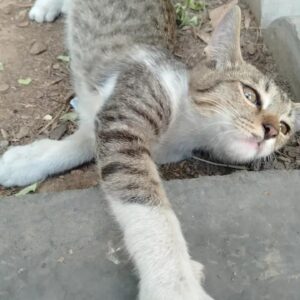 بچه گربه ۵ ماهه بسیار مهربون جنس مذکر