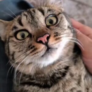 واگذاری گربه ماده در شرف رهاسازي