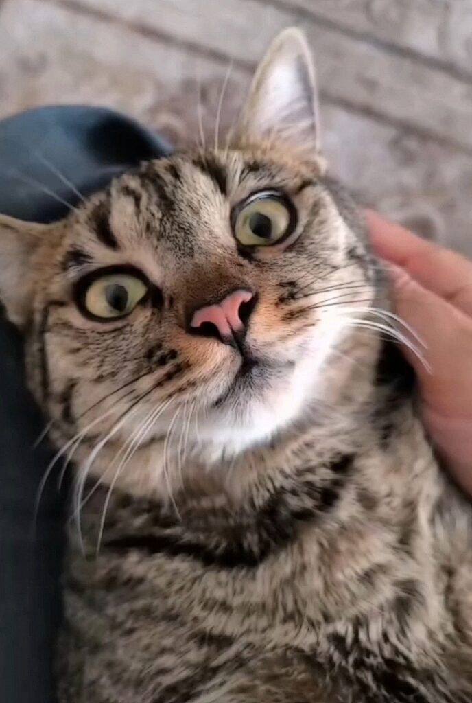 واگذاری گربه ماده در شرف رهاسازي