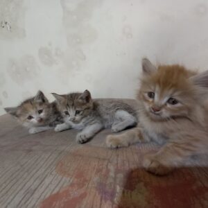 واگذاری ۳ بچه گربه DSH