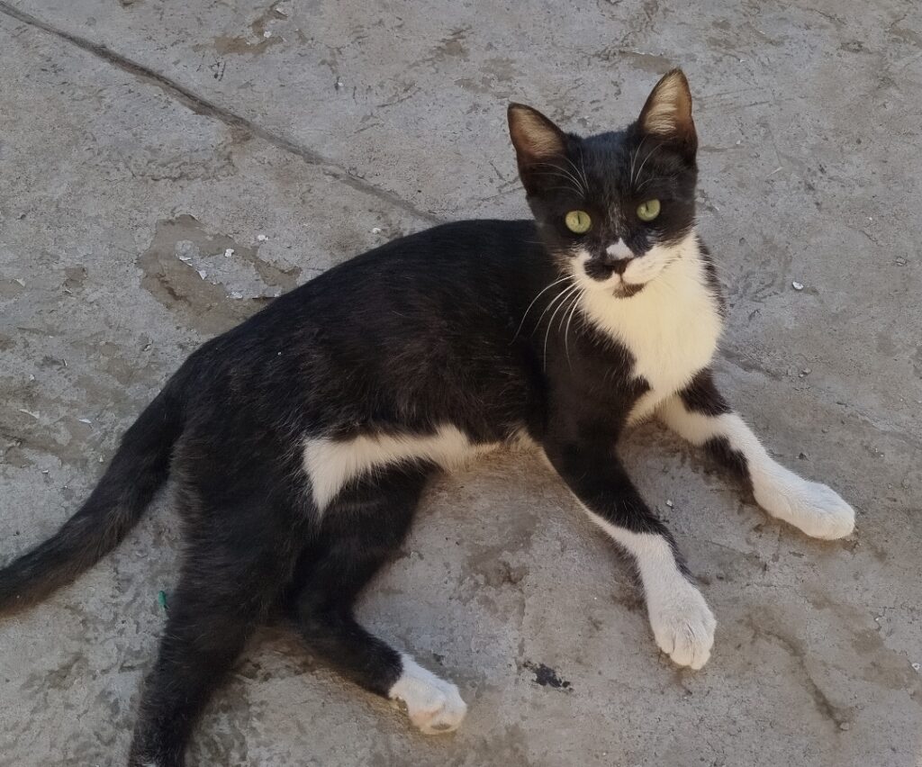 واگذاری گربه 5 ماهه