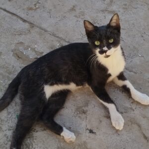 واگذاری گربه 5 ماهه