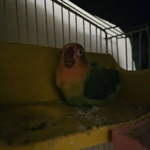 طوطی کوتوله نر