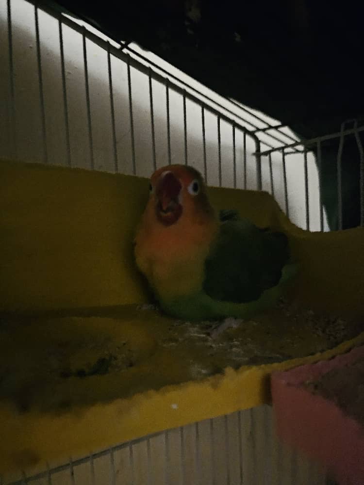 طوطی کوتوله نر