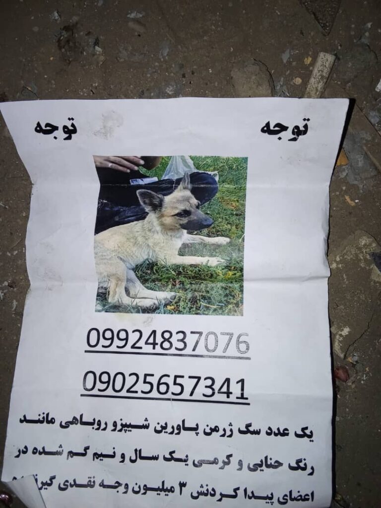 گم شدن سگ