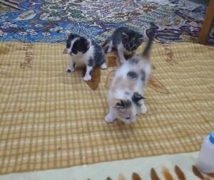 واگذاری ۳ گربه ی یک هفته ای