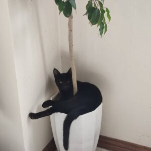 واگذاری گربه ۹ ماهه