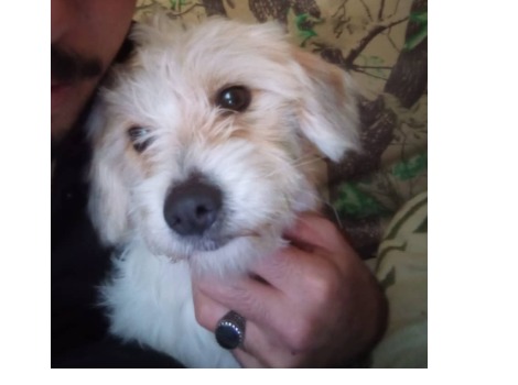 واگذاری اشپیتز