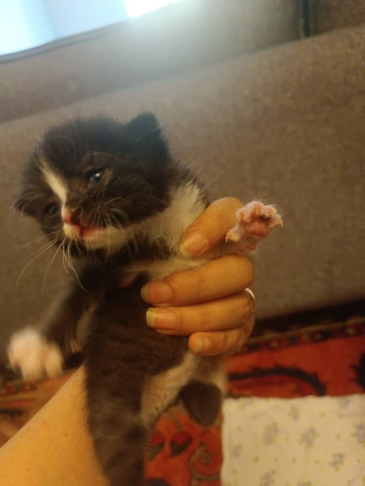 بچه گربه