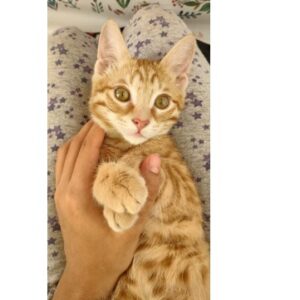 گربه سر حال پر انرژی نارنجی