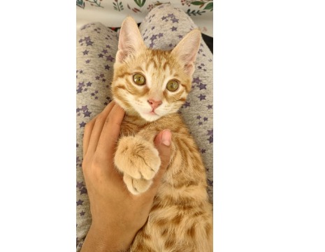 گربه سر حال پر انرژی نارنجی