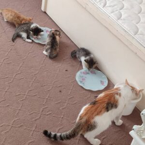 واگذاری چهارتا بچه گربه دوماهه
