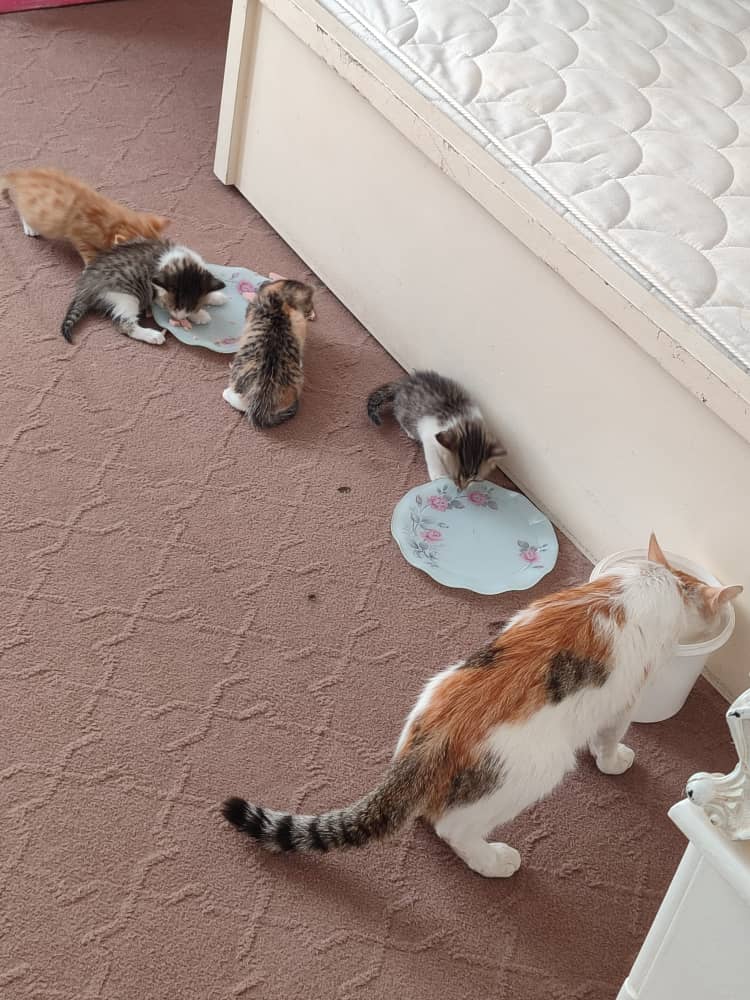واگذاری چهارتا بچه گربه دوماهه