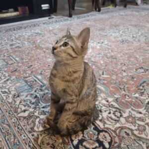 گربه