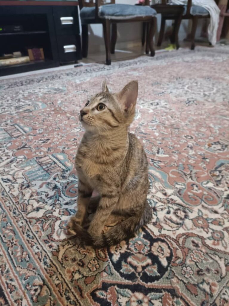 گربه