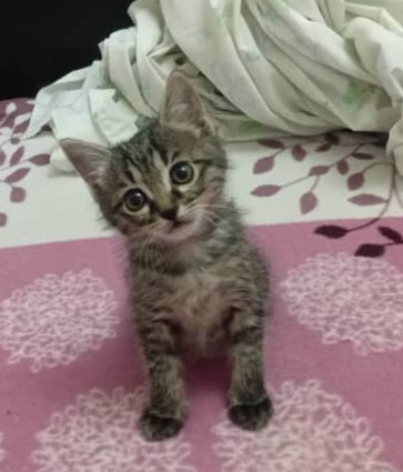 بچه گربه ماده